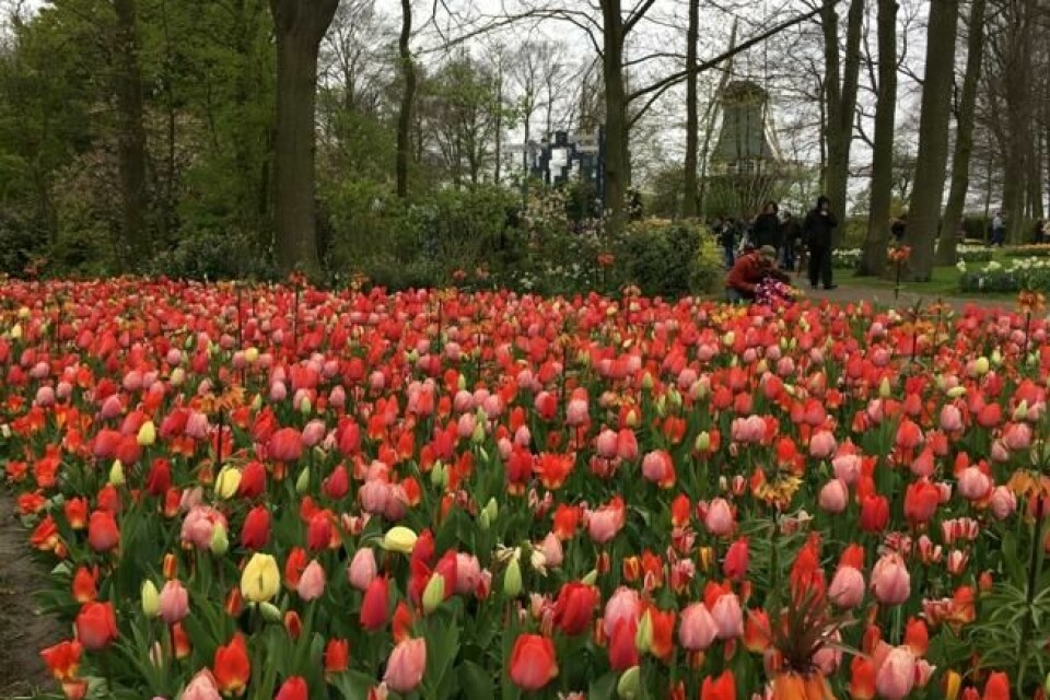 Det er satt ned over syv millioner blomsterløker i enorme Keukenhof. Og de blomstrer i april. Det er satt ned over syv millioner blomsterløker i enorme Keukenhof. Og de blomstrer i april. Foto: Tor Strand / ABC Nyheter