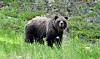 Grizzlybjørnen finnes i dag fra nord i Alaska og Canada, til statene Washington, Montana, Idaho og Wyoming i USA i sør. Historisk var imidlertid denne bjørnen å finne helt sør til det nordvestre Texas. I dag er det imidlertid kun i nasjonalparkene i USA at det fortsatt finnes grizzlybjørner. Foto: Colourbox.com