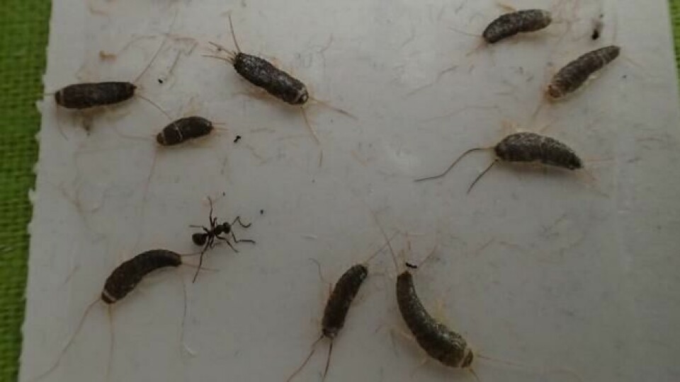 Her har skjeggkre gått i fella i en enebolig på Lista. Skadedyret hadde funnet seg til rette i alle etasjer i boligen. Foto: Mycoteam Her har skjeggkre gått i fella i en enebolig på Lista. Skadedyret hadde funnet seg til rette i alle etasjer i boligen. Foto: Mycoteam