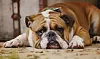 Engelsk bulldog har samme avlsproblematikk som mops. Den korte snuta gir trange luftveier og pustebesvær. Foto: Shutterstock