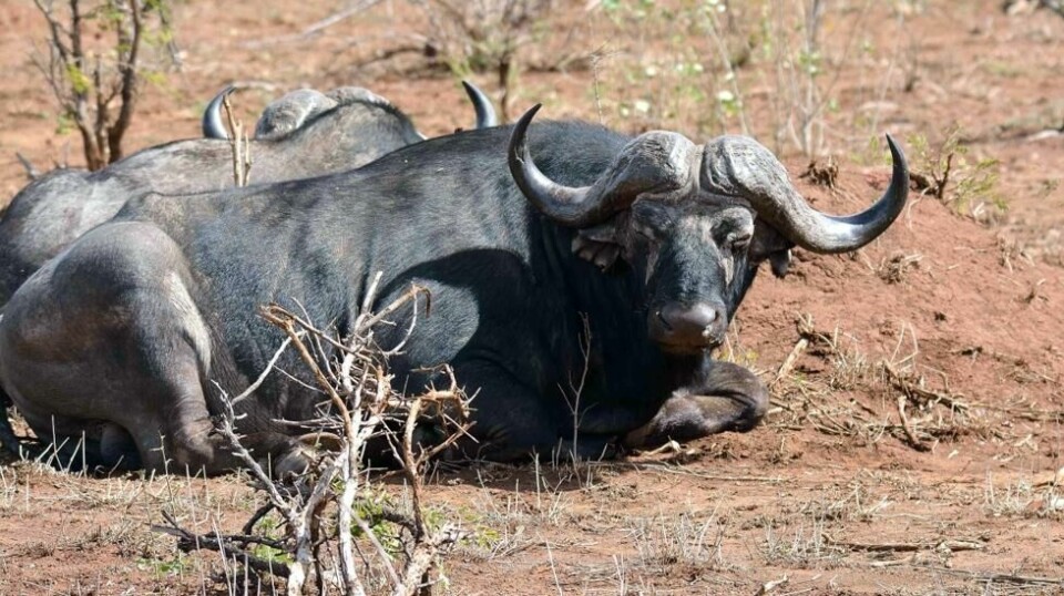 Vokterne i Sør-Afrikas største nasjonalpark har avlivet cirka 350 bøfler (bildet) og flodhester i et forsøk på å lindre virkningen av den mest alvorlige tørken i regionen på mer enn tre tiår. Foto: AP Photo/Kevin Anderson