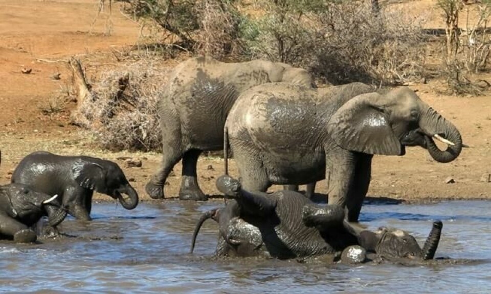 Fremdeles er det litt vann igjen i Sør-Afrikas Kruger nasjonalpark, noe blant annet disse elefantene setter stor pris på. Foto: AP Photo/Dolf van Zuydam Fremdeles er det litt vann igjen i Sør-Afrikas Kruger nasjonalpark, noe blant annet disse elefantene setter stor pris på. Foto: AP Photo/Dolf van Zuydam