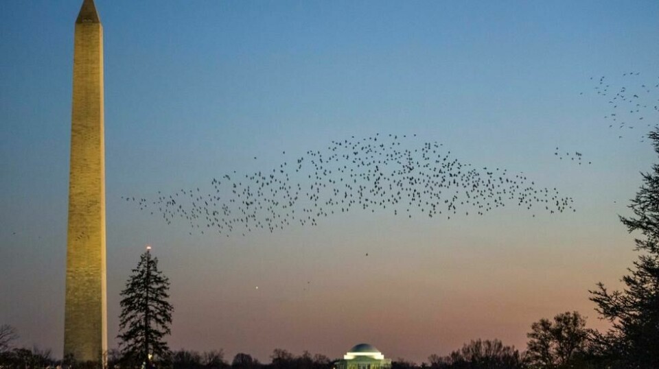 Fugler flyr over Det hvite hus og Washington-monumentet i USAs hovedstad. Foto: Alex Brandon / AP / NTB