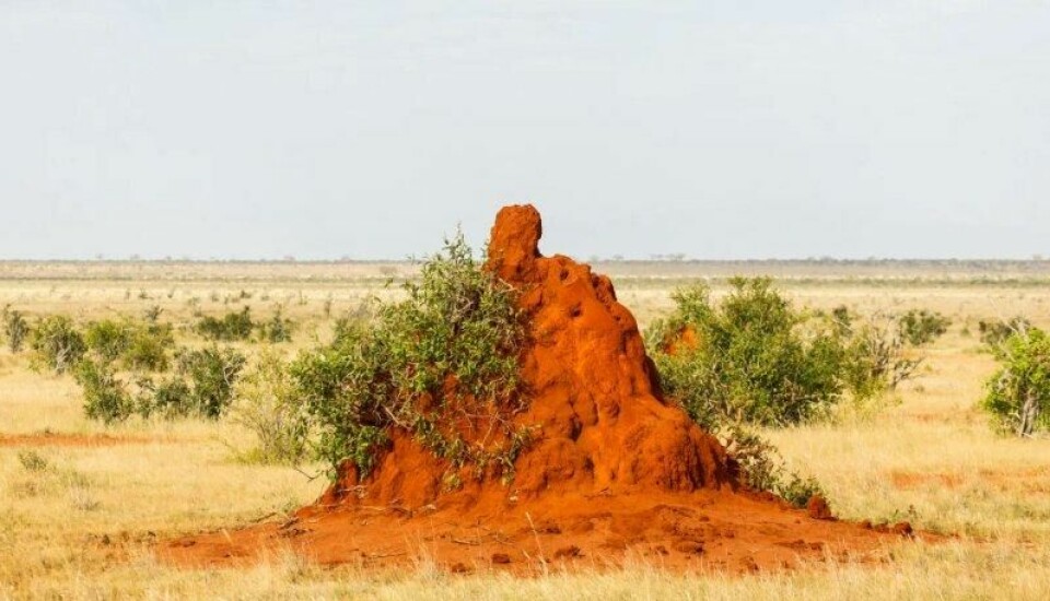 Termitter fantes for tre millioner år siden på de afrikanske savannene. Slike insekter kan ha stått på menyen til Lucy. Termitter fantes for tre millioner år siden på de afrikanske savannene. Slike insekter kan ha stått på menyen til Lucy. Foto: Marius Dobilas / Shutterstock / NTB