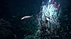 Skjeggormer av typen Riftia pachyptila ved den varme kilden forskerne undersøkte. (Foto: CC BY-NC-SA Schmidt Ocean Institute)