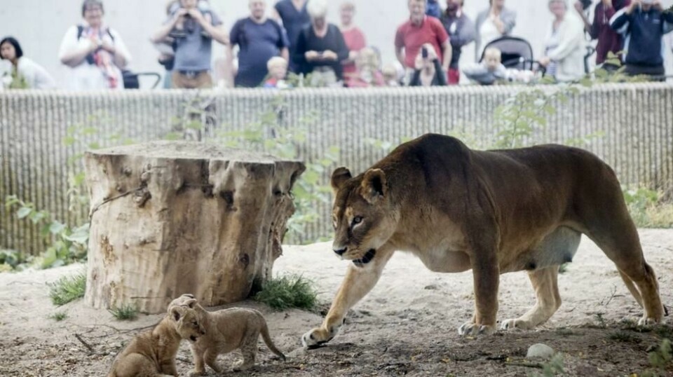 En løve og hennes to unger, fotografet i København Zoo i 2014. Nå frykter den berømte dyrehagen at de må kvitte seg med flere av dyrene på grunn av økonomisk krise. Foto: AFP / NTB scanpix.