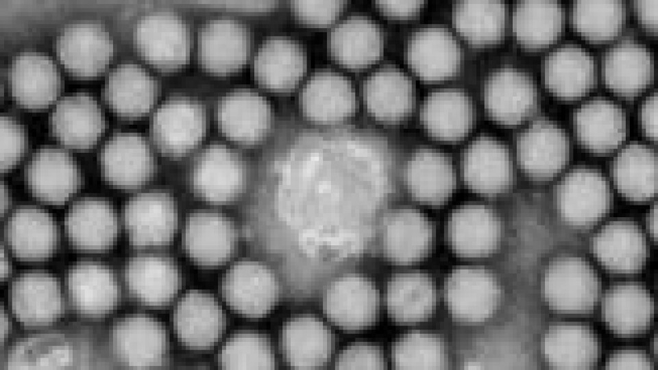 Den ledende teorien blant forskere er at hepatitt-tilfellene er forårsaket av et adenovirus. På bildet ser man et adenovirus som normalt forårsaker forkjølelse. Den ledende teorien blant forskere er at hepatitt-tilfellene er forårsaket av et adenovirus. På bildet ser man et adenovirus som normalt forårsaker forkjølelse. Foto: CDC/AP/NTB