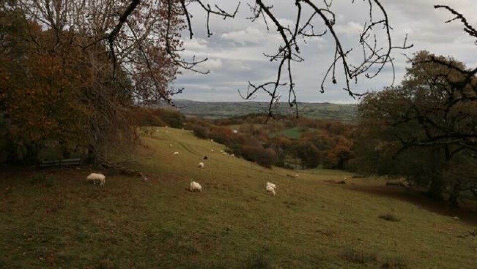 I Wales er det ni millioner sauer og tre millioner mennesker. Landbruk og turisme er de to største næringene nord i landet. I Wales er det ni millioner sauer og tre millioner mennesker. Landbruk og turisme er de to største næringene nord i landet. Foto: Elisabeth Bergskaug/ABC Nyheter