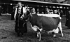 Vi drar ikke kua og kalven med oss til markedet for å bytte til oss noen griser lenger. Isteden har vi penger. Her fra Dyrskuplassen i Seljord i 1967. Foto: Statsarkivet i Kongsberg, Riksarkivet