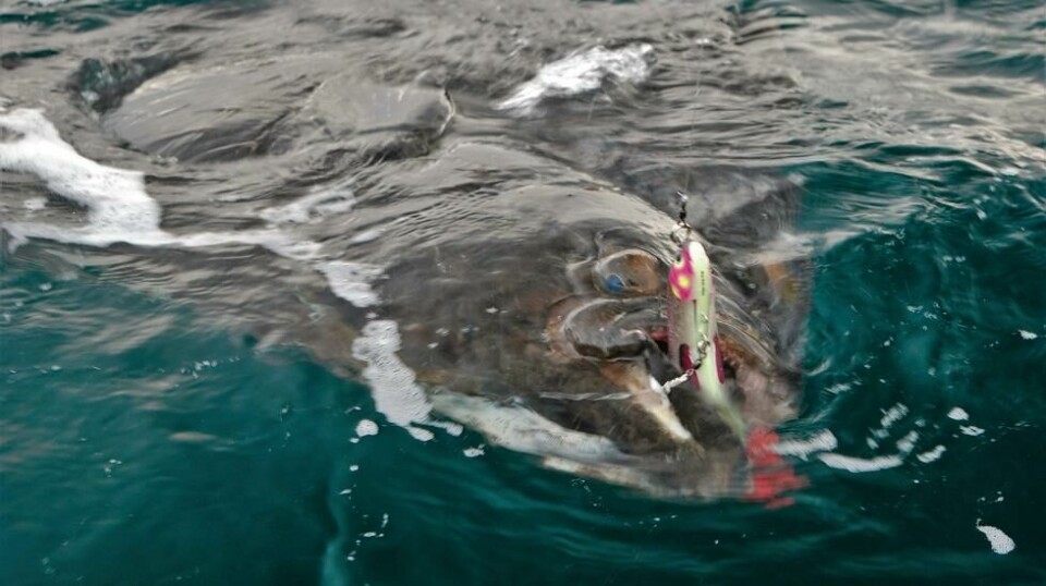 Storkveiter over to meter skal fra nå av settes tilbake igjen, uansett tilstand. Fisken på bildet veide rundt 150 kilo, og ble fisket av Håkon Kile. Den fikk friheten tilbake etter noen kjappe bilder. Foto: Håkon Kile