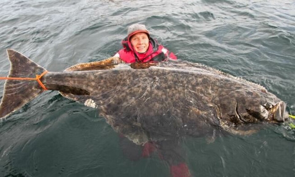 Nappstraumen i Nordland 20150501. I januar 2015 var Erik Axner med på å dra opp denne 100,4 kg tunge og 196 cm lange kjempen med stang. Etter fotoseansen ble kveita sluppet fri igjen. Foto: Jonathan Jansson / Nordic Sea Angling / NTB scanpix Nappstraumen i Nordland 20150501. I januar 2015 var Erik Axner med på å dra opp denne 100,4 kg tunge og 196 cm lange kjempen med stang. Etter fotoseansen ble kveita sluppet fri igjen. Foto: Jonathan Jansson / Nordic Sea Angling / NTB scanpix