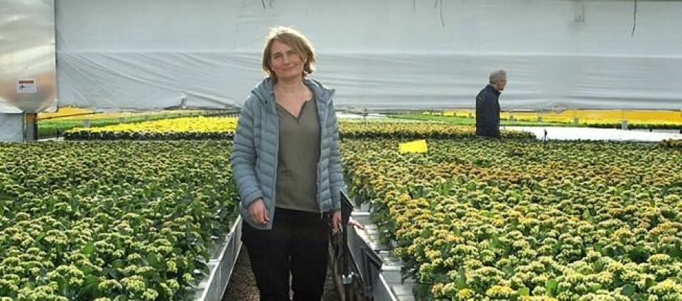 GULT LYS: Gartner Kristin Schrader i et hav av blomster. Hva skjer med dem og økonomien? GULT LYS: Gartner Kristin Schrader i et hav av blomster. Hva skjer med dem og økonomien? Foto: Thomas Vermes / ABC Nyheter