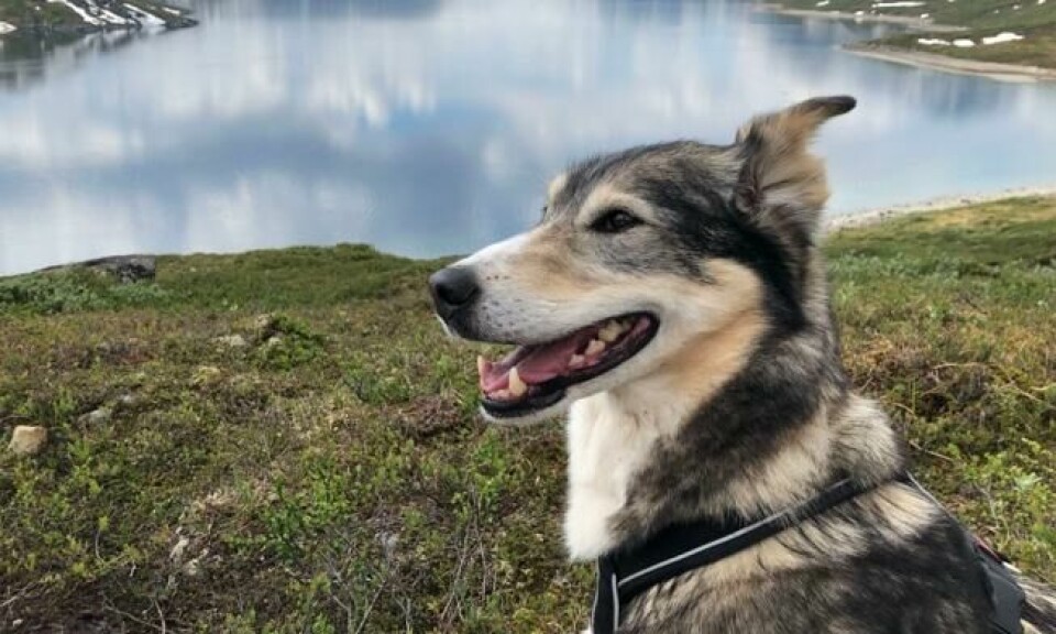 Katla er åtte år gammel topptrent husky som har vært med på mange løp. Hun har vært på vinnerspannet i både Finnmark og Femund, og er regjerende Europamester i langdistanse. Foto: Privat Katla er åtte år gammel topptrent husky som har vært med på mange løp. Hun har vært på vinnerspannet i både Finnmark og Femund, og er regjerende Europamester i langdistanse. Foto: Privat