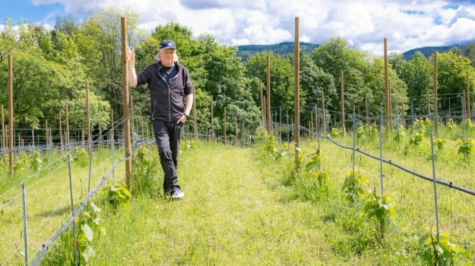 Jordsmonnet på Jevnaker kan sammenlignes med det i Champagne. har Atle Brynestad funnet ut. Han satser nå på vin i det som kan bli Norges svar på Bordeaux.