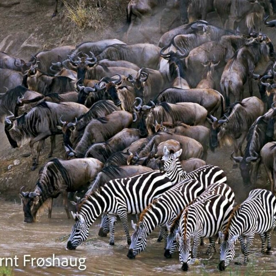 Gnu og zebra under den store migrasjonen. Gnu og zebra under den store migrasjonen.