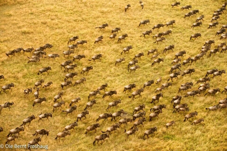 Over en million gnu, andre antiloper og sebra på vandring fra Serengeti til Maasai Mara mellom juli og oktober. Over en million gnu, andre antiloper og sebra på vandring fra Serengeti til Maasai Mara mellom juli og oktober.