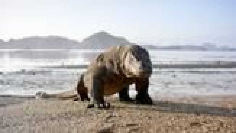 Komodovaranen er det nærmeste vi kommer en ekte drage. Foto: BBC Earth Komodovaranen er det nærmeste vi kommer en ekte drage. Foto: BBC Earth
