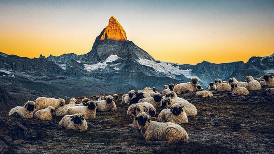Meet the sheep - walisiske sauer reklamerer for togstrekningen Matterhorn Gotthard Bahn foran det berømte fjellet i Alpene på grensen mellom Sveits og Italia. Meet the sheep - walisiske sauer reklamerer for togstrekningen Matterhorn Gotthard Bahn foran det berømte fjellet i Alpene på grensen mellom Sveits og Italia. Foto: Eric von Schulthess