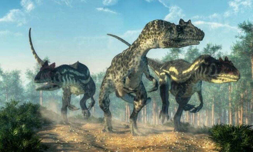 En gjennomsnittlig Allosaurus var 10,5 m lang, 5 m høy og veide opptil 4 tonn. Flere forskere tror de jaktet i flokk. Foto: Shutterstock / NTB Scanpix En gjennomsnittlig Allosaurus var 10,5 m lang, 5 m høy og veide opptil 4 tonn. Flere forskere tror de jaktet i flokk. Foto: Shutterstock / NTB Scanpix