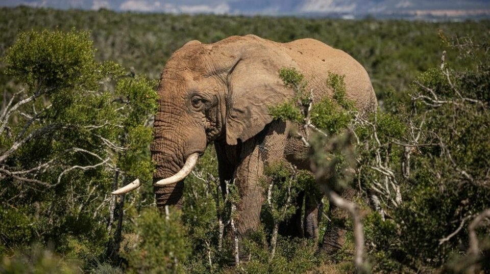 Addo Elephant National Park.
