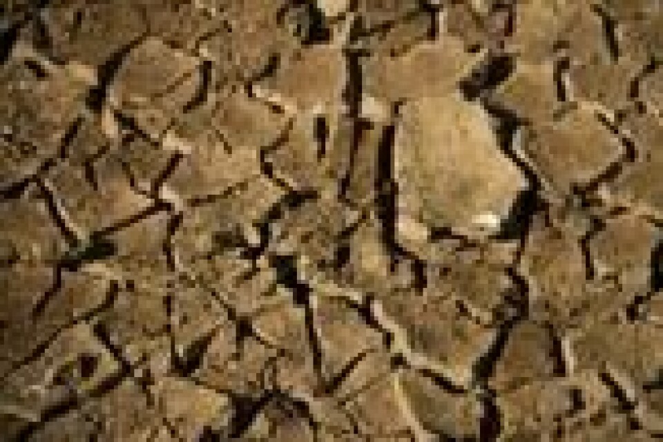 Sahel-regionen har vært svært hardt rammet av tørke i mange år. Bildet er fra Mali i 2019. REUTERS/Arouna Sissoko Sahel-regionen har vært svært hardt rammet av tørke i mange år. Bildet er fra Mali i 2019. REUTERS/Arouna Sissoko Foto: Arouna Sissoko / Reuters