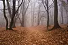 Hoia Baciu-skogen i Transylvania i Romania er kjent som en av verdens mest hjemsøkte skoger. Det skal være mye paranormal aktivitet i dette området. Foto: AndreiL / Shutterstock / NTB