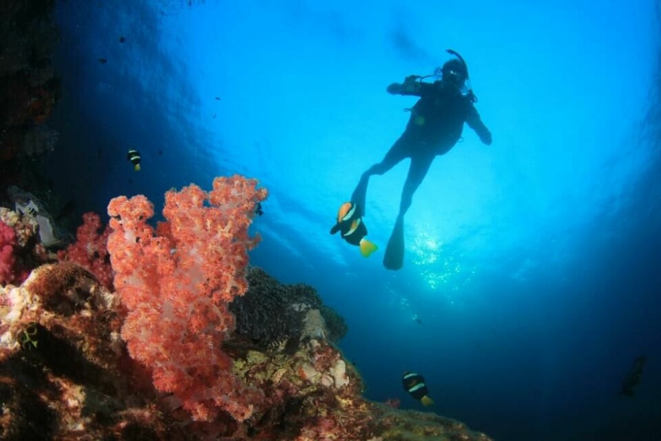 The Great Barrier Reef i Australia går en usikker fremtid i møte. The Great Barrier Reef i Australia går en usikker fremtid i møte. Foto: Shutterstock / NTB