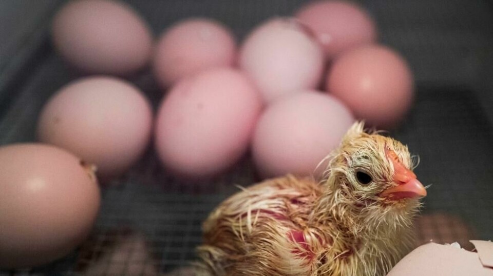 Over hele verden kuttes hanekyllinger i eggproduksjonen like etter fødselen for å gi oss billige egg og billig kyllingkjøtt. Tysk høyesterett er skeptisk til praksisen, og nå utvikles det metoder for å avsløre kjønnet før eggene klekkes.