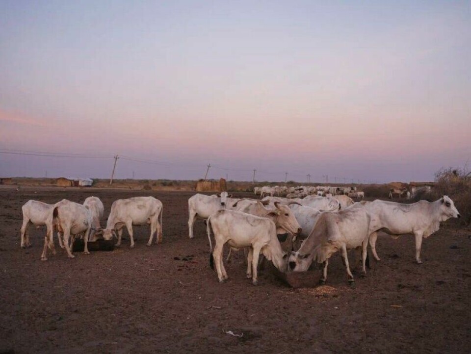 Kyr har høy verdi i stammesamfunn i Sør-Sudan. Kyr har høy verdi i stammesamfunn i Sør-Sudan. Foto: Andrea Gjestvang / Panorama nyheter