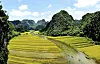 Vi besøkte Ninh Binh før rismarkene sto i full blomst. Men dette bildet viser fargeprakten området kler seg i i månedene mai og juni. Foto: Ninh Binh Department of Tourism