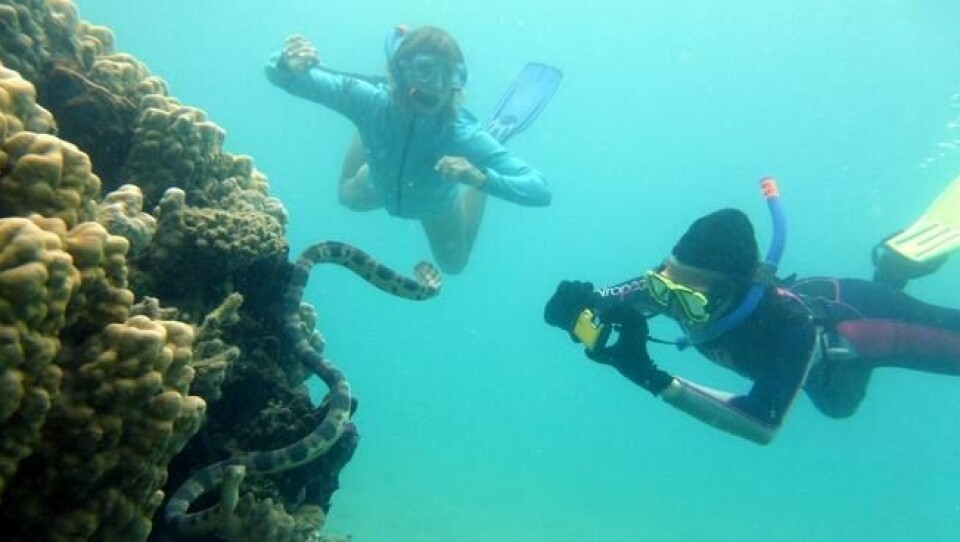 Her er Ny-Caledonias snorklende bestemødre i aksjon. Foto: Claire Gorian/Wikimedia Her er Ny-Caledonias snorklende bestemødre i aksjon. Foto: Claire Gorian/Wikimedia
