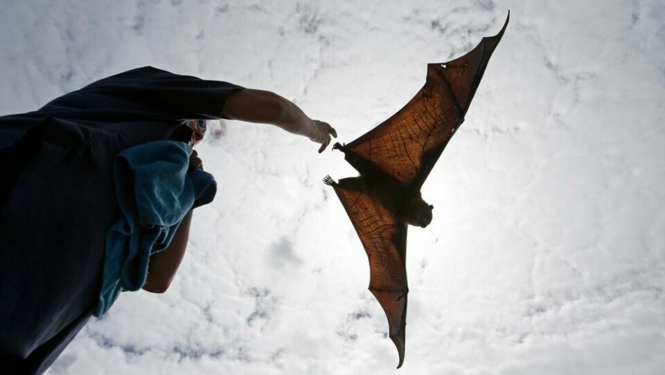 En flaggermus av typen Megachiroptera, kjent som Flygehunder, flyr over en person. En flaggermus av typen Megachiroptera, kjent som Flygehunder, flyr over en person. Foto: Rob Griffith / AP/NTB