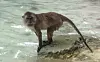 Monkey Beach er full av freidige aper. Foto: Caroline Furu / ABC Nyheter