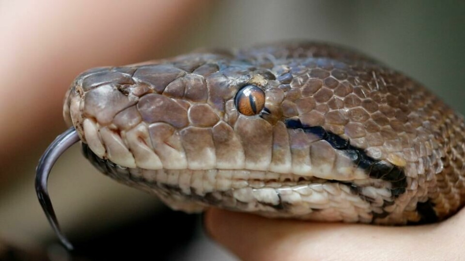 En 65 år gammel mann fra Østerrike ble bitt av en python da han skulle på toalettet.