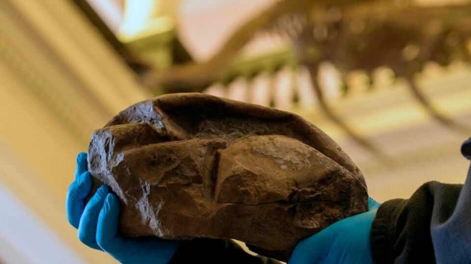 Denne fossilen av et bløtt egg ble funnet på Seymourøya i Antarktis i 2011. Det står nå utstilt ved et museum i Chile.