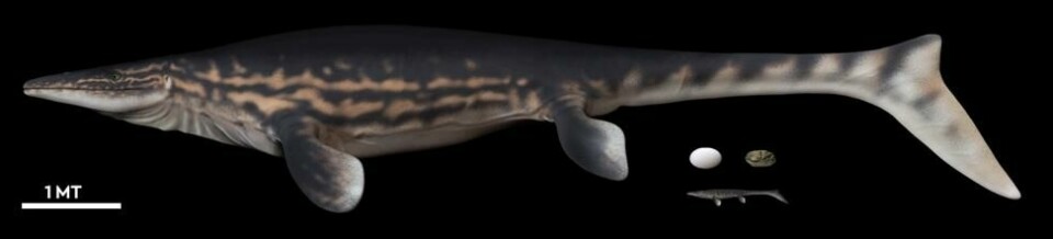 En illustrasjon av den marine reptilen forskerne tror det fossilerte egget stammer fra. En illustrasjon av den marine reptilen forskerne tror det fossilerte egget stammer fra. Foto: University Of Chile / Reuters