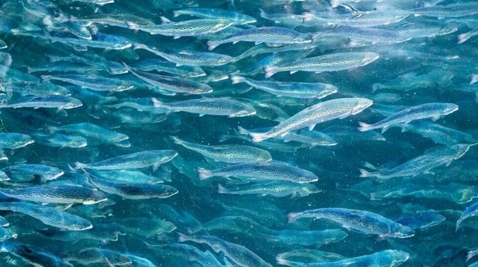 Laksen på anlegget i Trøndelag hadde mer enn tre ganger så mye lus som det som er lovlig grense. Foto: Gorm Kallestad / NTB