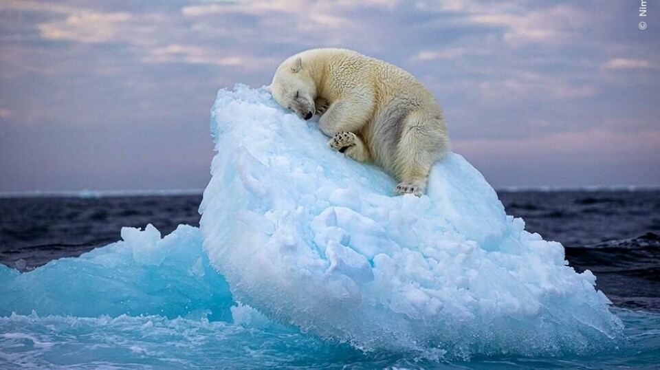 Dette bildet av en isbjørn som har funnet et sted å sove på et lite isfjell utenfor Svalbard vant publikumsprisen i den prestisjefylte konkurransen Wildlife Photography of the Year.