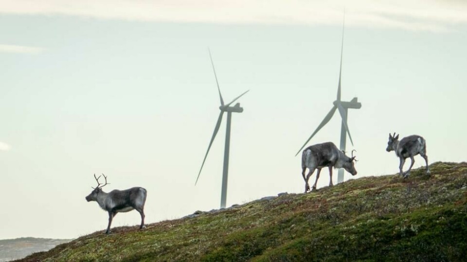 Reindrift er på kollisjonskurs med behovet for industri- og næringsutvikling flere steder i Norge, spesielt i Nord-Norge. På bildet vandrer reinsdyr rundt vindmøllene på Storheia vindpark, som er den største av vindparkene i porteføljen til Fosen Vind.