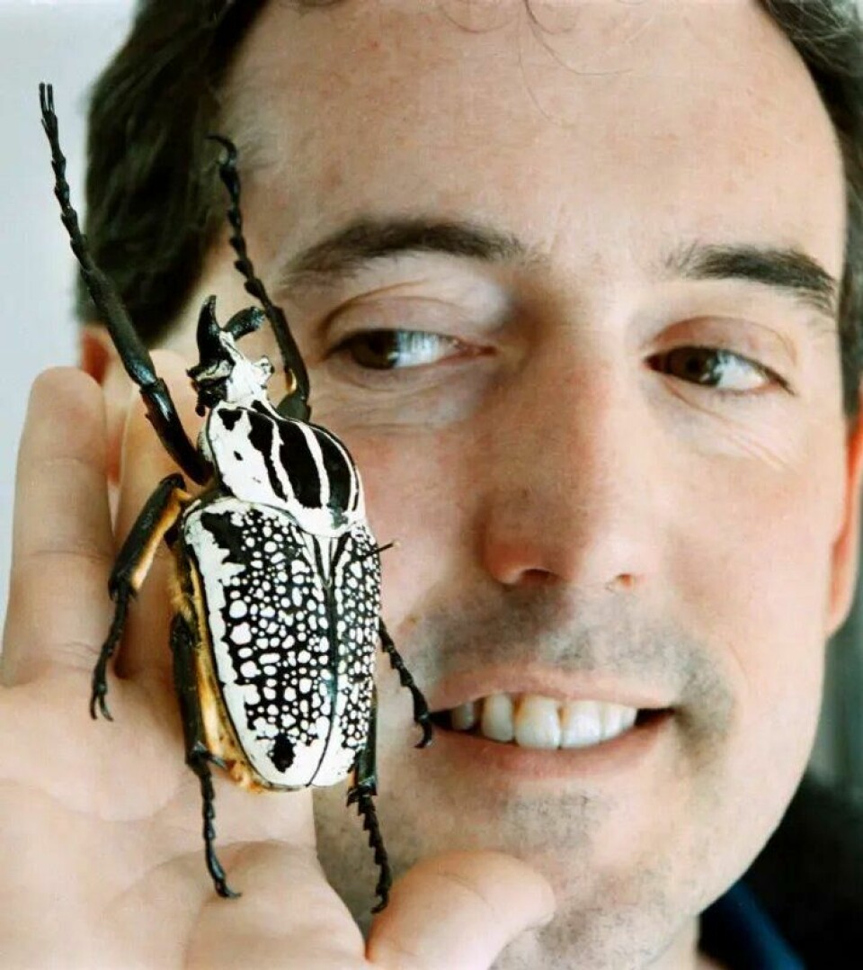 Goliatbillen er et av verdens største insekter. Bildet viser en uspesifisert art av billen. Goliatbillen er et av verdens største insekter. Bildet viser en uspesifisert art av billen. Foto: AP / NTB / Peninsula Daily News, Tom Thompson