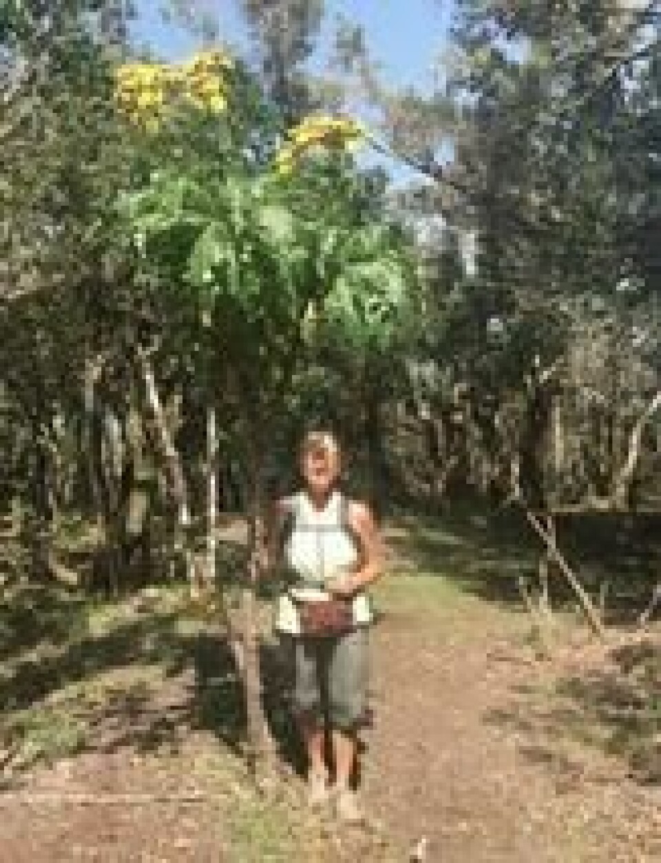 En av dem som har latt seg fascinere av La Gomera er norske Martha Helene Linchausen. Så pladask falt hun for den vakre øya, at hun like så godt bestemte seg for å bo der deler av året. Legg merke til de enorme løvetennene. Foto: Privat. En av dem som har latt seg fascinere av La Gomera er norske Martha Helene Linchausen. Så pladask falt hun for den vakre øya, at hun like så godt bestemte seg for å bo der deler av året. Legg merke til de enorme løvetennene. Foto: Privat.