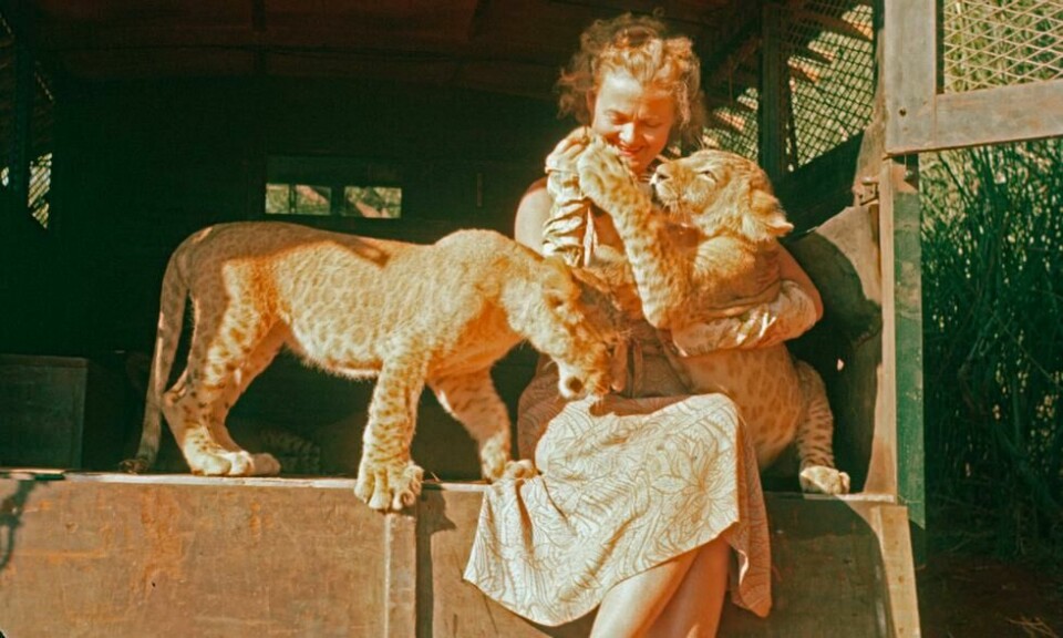 Joy Adamson fotografert sammen med Elsa og den ene søsteren hennes. Foto: Elsa Conservation Trust Joy Adamson fotografert sammen med Elsa og den ene søsteren hennes. Foto: Elsa Conservation Trust