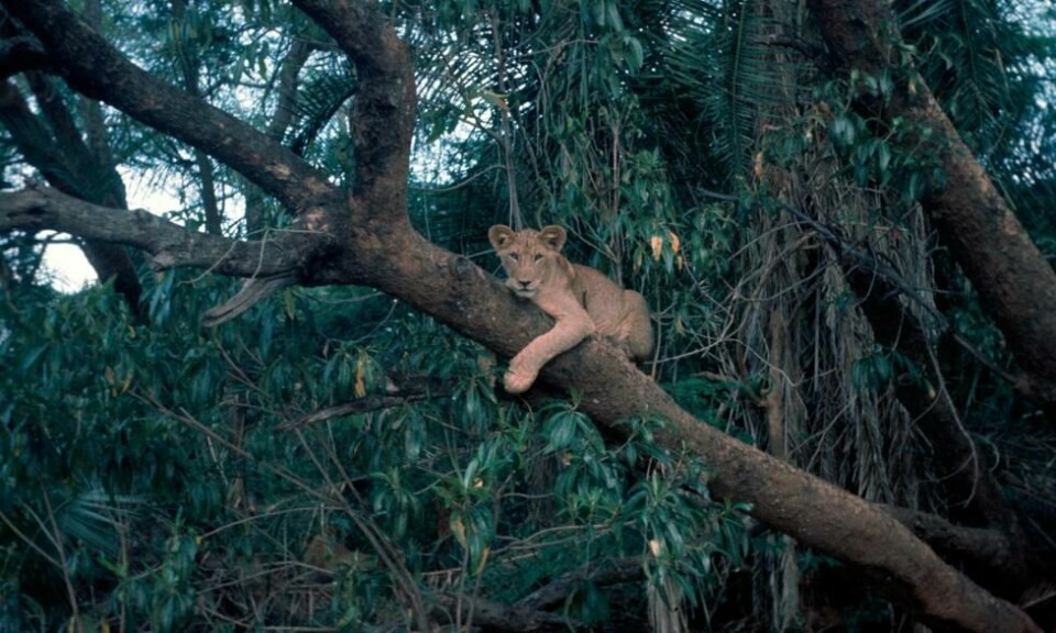 Løvinnen Elsa vokste opp i fangenskap, men Joy og George Adamson trente henne opp til å klare seg i det fri. Foto: Elsa Conservation Trust Løvinnen Elsa vokste opp i fangenskap, men Joy og George Adamson trente henne opp til å klare seg i det fri. Foto: Elsa Conservation Trust