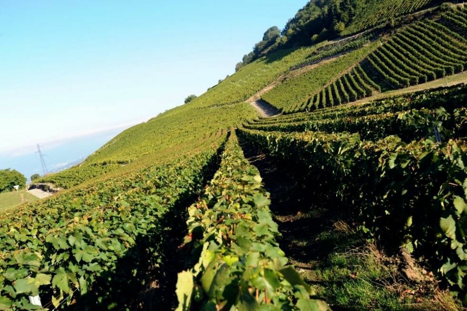 Taittinger selger nå mer enn 6,5 millioner flasker og har en omsetning på nærmere 180 millioner euro. Taittinger selger nå mer enn 6,5 millioner flasker og har en omsetning på nærmere 180 millioner euro. Foto: Jean-Pierre Clatot/AFP/NTB