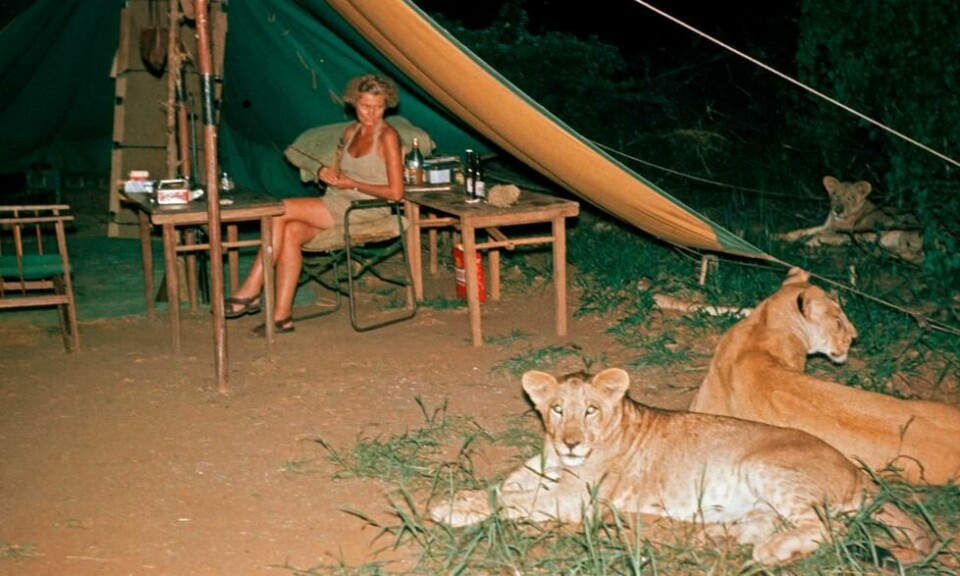 Man kan vanskelig be om bedre vakthold enn tre løvinner som passer på utenfor teltet. Foto: Elsa Conservation Trust Man kan vanskelig be om bedre vakthold enn tre løvinner som passer på utenfor teltet. Foto: Elsa Conservation Trust