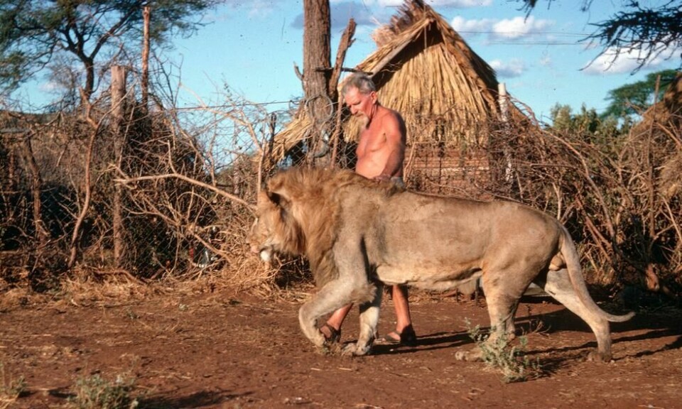 Dyreverner og forfatter George Adamson ble skutt og drept av somaliske banditter i Kenya. Han er begravet ved siden av sin elskede løvevenn, kalt Boy. Foto: Elsa Conservation Trust Dyreverner og forfatter George Adamson ble skutt og drept av somaliske banditter i Kenya. Han er begravet ved siden av sin elskede løvevenn, kalt Boy. Foto: Elsa Conservation Trust