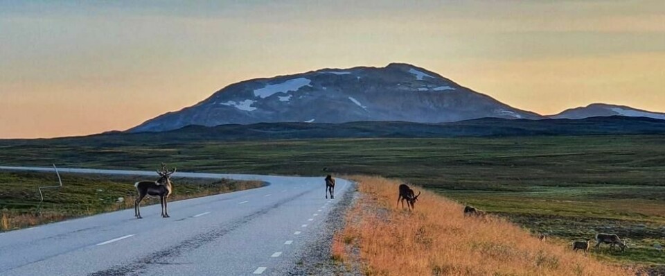 Stekenjokk langs Vildmarksvägen i Jämtland. Stekenjokk langs Vildmarksvägen i Jämtland. Foto: Visit Sweden