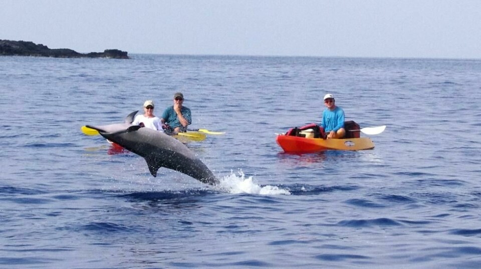 Dersom en ny lov blir vedtatt, vil det bli forbudt å nærmere seg Hawaiis spinnerdelfiner med mer enn 45 meter. Foto: Sarah Richter/Flickr