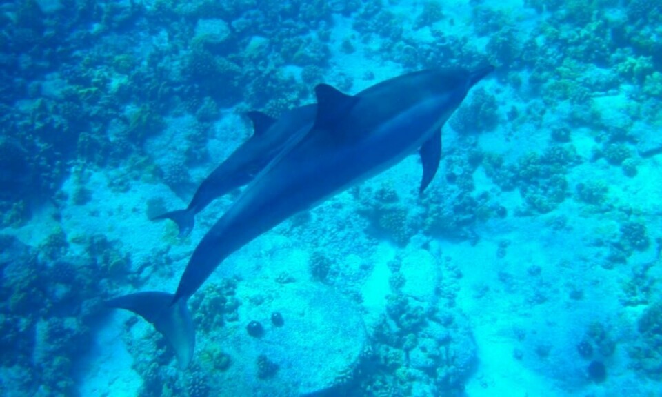 Rundt 98 prosent av Hawaiis spinnerdelfiner pleier å hvile i strandnære områder der de er tryggere for angrep av rovdyr som haier. Foto: Susan Hunt/Flickr Rundt 98 prosent av Hawaiis spinnerdelfiner pleier å hvile i strandnære områder der de er tryggere for angrep av rovdyr som haier. Foto: Susan Hunt/Flickr