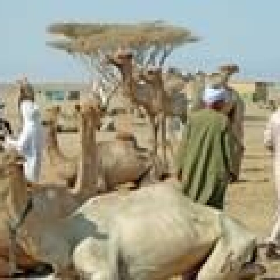 Et kamelmarked iShalateen i regionen Hala’ib, som både Sudan og Egypt ønsker å ha kontroll over. Foto: Wikimedia Commons. Et kamelmarked iShalateen i regionen Hala’ib, som både Sudan og Egypt ønsker å ha kontroll over. Foto: Wikimedia Commons.